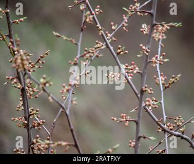 Les bourgeons ont enflé sur l'arbre au début du printemps Banque D'Images