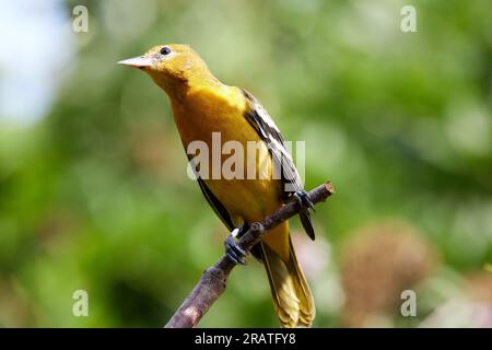 Baltimore Oriole perché sur bois Banque D'Images