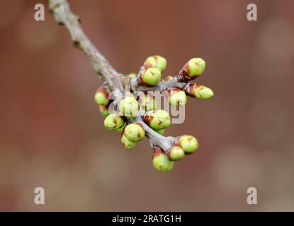 Les bourgeons ont enflé sur l'arbre au début du printemps Banque D'Images