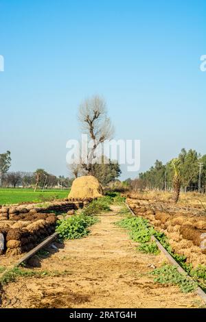 Gâteaux de bouse de vache utilisés comme biocarburant le long de la voie ferrée abondante près de la frontière Inde-Pakistan Banque D'Images