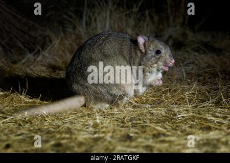 Boodie - Bettongia lesueur également foudroyant bettong ou rat-kangourou de Lesueur, petit mammifère à fourrure originaire d'Australie pendant la nuit, limité à un Banque D'Images