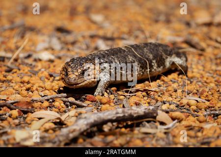 Tiliqua rugosa connu sous le nom de Spink ou lézard Bobtail ou lézard somnolent ou Pinecone, espèce lente à queue courte de Spink à tongue bleue endémique à A. Banque D'Images