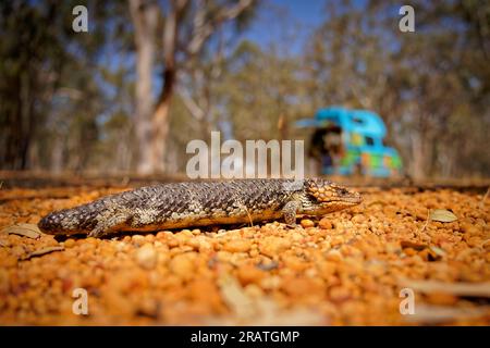 Tiliqua rugosa connu sous le nom de Spink ou lézard Bobtail ou lézard somnolent ou Pinecone, espèce lente à queue courte de Spink à tongue bleue endémique à A. Banque D'Images