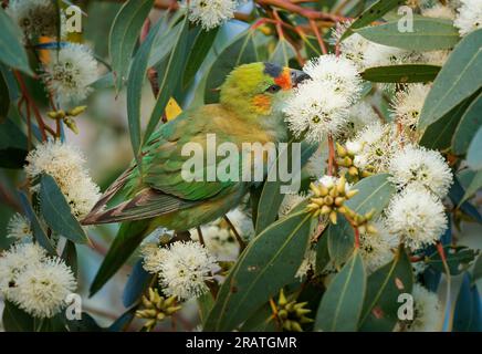 Lorikeet à couronne violette - Glossopsitta porphyrocephala aussi porphyre-couronné ou à couronne bleue ou à capuchon violet Lorikeet, lory, cowara et à capuchon violet Banque D'Images