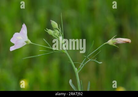 Poppymalow léger, Callirhoe alcaeooides Banque D'Images