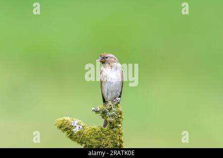 Commune Redpoll, femelle, Acanthis Flammea, perchée sur une branche d'arbre recouverte de mousse Banque D'Images