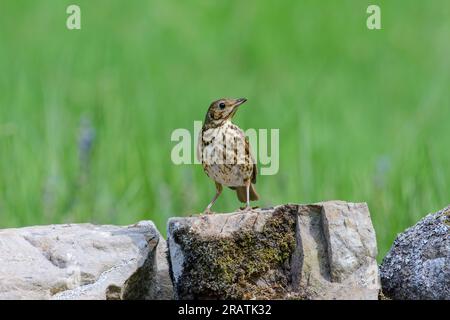 Song Grush, Turdus philomlos, sur un mur de pierre. Banque D'Images