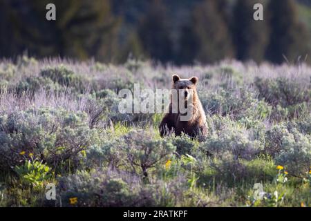 Un ourson grizzli de Grizzly Bear's 610 assis dans les fleurs sauvages et la brosse à dents. Parc national de Grand Teton, Wyoming Banque D'Images