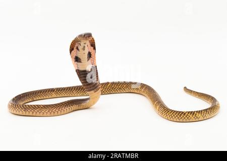 Cobra craché équatorial ou serpent Cobra craché doré (Naja sumatrana) isolé sur fond blanc Banque D'Images