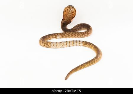 Cobra craché équatorial ou serpent Cobra craché doré (Naja sumatrana) isolé sur fond blanc Banque D'Images