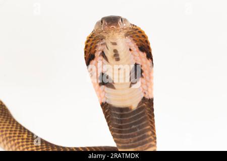 Cobra craché équatorial ou serpent Cobra craché doré (Naja sumatrana) isolé sur fond blanc Banque D'Images