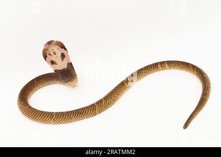 Cobra craché équatorial ou serpent Cobra craché doré (Naja sumatrana) isolé sur fond blanc Banque D'Images