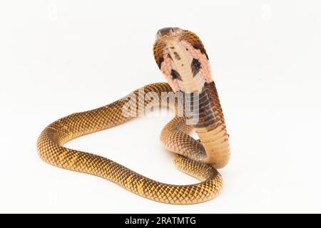 Cobra craché équatorial ou serpent Cobra craché doré (Naja sumatrana) isolé sur fond blanc Banque D'Images