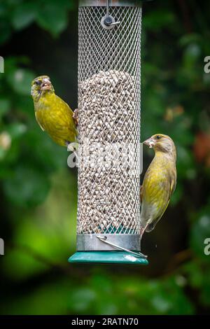 Deux greenfinches perchées sur une mangeoire à oiseaux de jardin en été, avec une faible profondeur de champ Banque D'Images