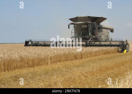 Moissonneuse-batteuse Fendt Ideal 8T lors de la récolte sur les terres arables de la société Vupik à Osijek, Croatie le 5 juillet 2023. C'est la plus grande moissonneuse de Croatie. Elle a une longueur de barre de coupe de 12,5 mètres, soit deux fois plus longue que la longueur moyenne des barres de coupe des moissonneuses-batteuses. Il se caractérise par d'excellentes solutions technologiques, dont l'une est la combinaison de roues et de chenilles, ce qui réduit le compactage du sol pendant la récolte. Parmi les nombreux avantages et innovations est l'utilisation complète de la paille. Le Fendt Ideal 8T est spécifique pour son aspect noir et ses dimensions, ce qui explique pourquoi con Banque D'Images