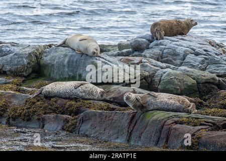 Phoques communs reposant sur les rochers, Berneray Harbour, Berneray, Uist, North Uist, Hébrides, Hébrides extérieures, Western Isles, Écosse, Royaume-Uni Banque D'Images