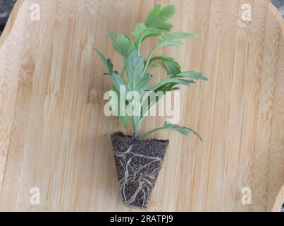 Jeune semis de Chrysanthème sur une table en bois prête à être plantée dans le jardin. Banque D'Images