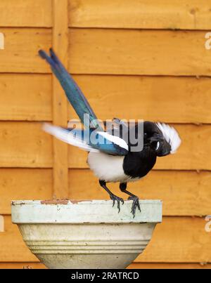 Magpie atterrissant sur le vieux pot de jardin montrant le mouvement dans les ailes avec la clôture en arrière-plan Banque D'Images