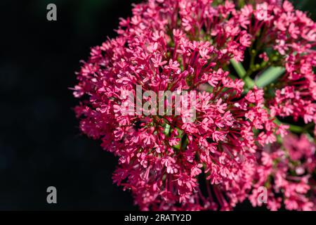 Valérien rouge (Centranthus ruber) avec un fond sombre. Banque D'Images