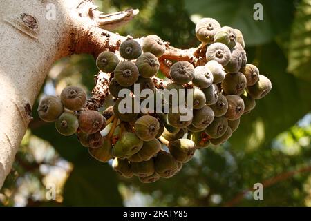 Les grappes de fruits de figue bio frais dans un arbre, est un fruit comestible de Ficus carica Banque D'Images