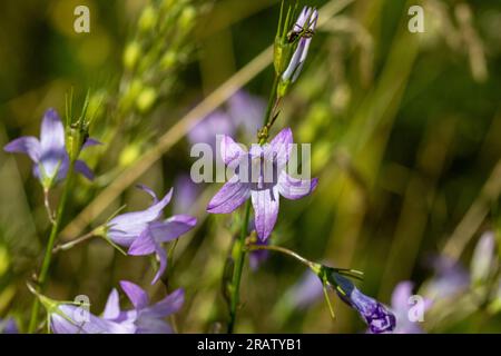 Bellflowers rampants (Campanula rapunculoides) poussant dans la nature. Banque D'Images