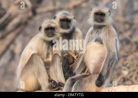 Plaines du Nord Gray Langur dans le parc national de Ranthambore en Inde. Banque D'Images