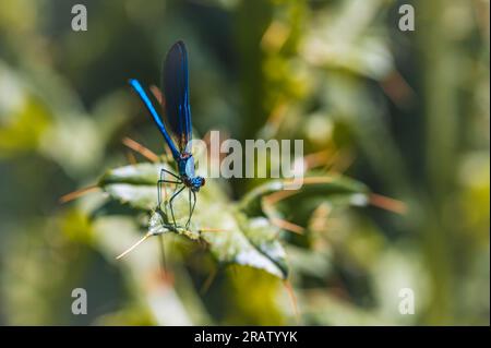 Damselfly bleu (Calopteryx virgo) perché sur une plante à côté d'un ruisseau de montagne Banque D'Images