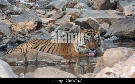 Tigre du Bengale dans le parc national de Ranthambore en Inde. Banque D'Images