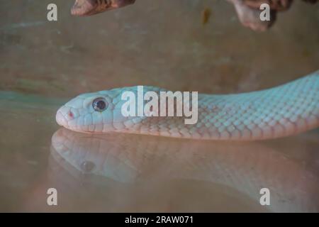 tête de serpent blanc aux yeux noirs photographiée de côté sur un fond végétal vert défocalisé Banque D'Images