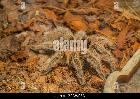 Chilien Rose cheveux Tarantula Grammostola rosea. Une des tarentules les plus dociles. C'est généralement le premier animal de compagnie que les gens de tarentule recherchent quand bu Banque D'Images