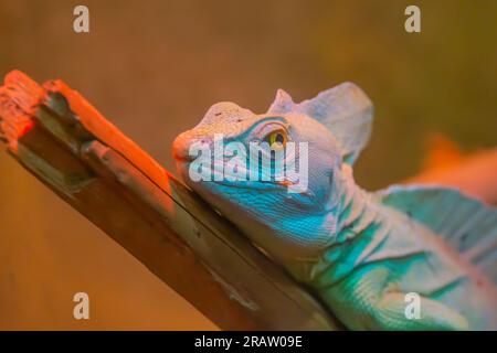 Basiliscus basiliscus se trouve sur une bûche de bois avec des feuilles.Basiliscus basiliscus - un lézard de bois habitant les forêts tropicales humides Banque D'Images