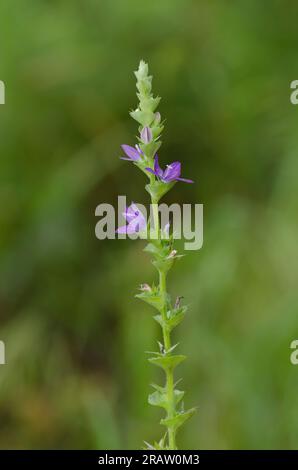 Clasping le verre de Vénus, Triodanis perfoliata Banque D'Images