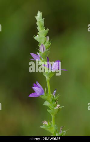 Clasping le verre de Vénus, Triodanis perfoliata Banque D'Images