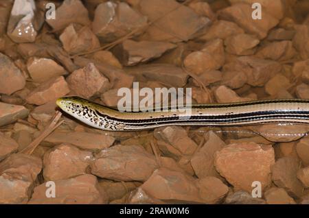 Verre mince de l'Ouest, lézard Ophisaurus attenuatus Banque D'Images