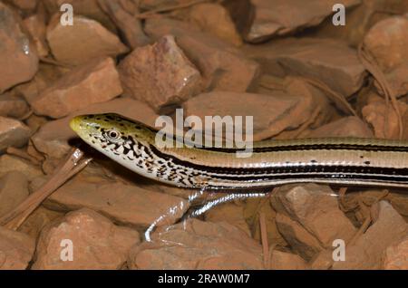 Verre mince de l'Ouest, lézard Ophisaurus attenuatus Banque D'Images