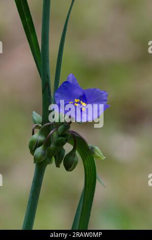 Tradescantia ohiensis, la tradescantie de l'Ohio Banque D'Images