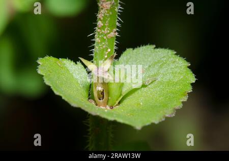 Fermoir le regard de Vénus, Triodanis perfoliata, fruit Banque D'Images