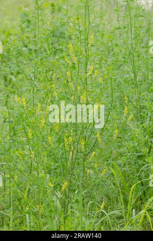 Trèfle doux jaune, Melilotus officinalis Banque D'Images
