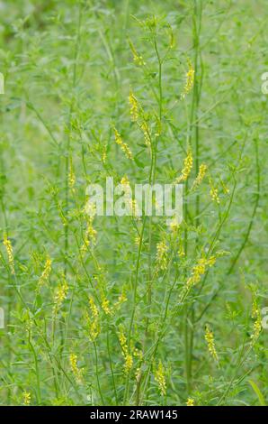 Trèfle doux jaune, Melilotus officinalis Banque D'Images