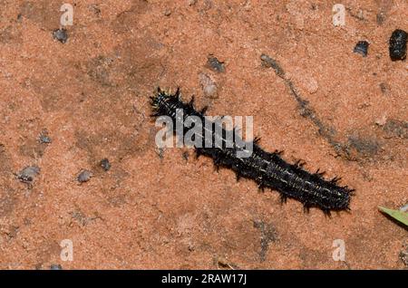 Buckeye, Junonia coenia, caterpillar Banque D'Images