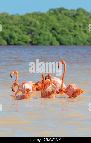 Flamingo américain (Phoenicopterus ruber), Réserve de biosphère de Ria Celestun, Yucatan, Mexique. Banque D'Images