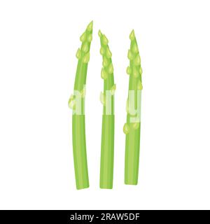 asperges fraîches sur fond blanc - illustration vectorielle Illustration de Vecteur