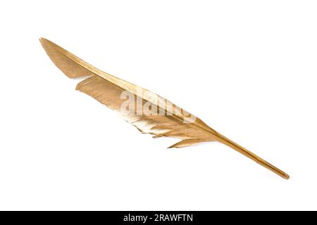 Plume dorée élégante brillante sur fond blanc, vue de dessus Banque D'Images