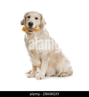 Mignon chien Golden Retriever tenant l'os à mâcher dans la bouche sur fond blanc Banque D'Images