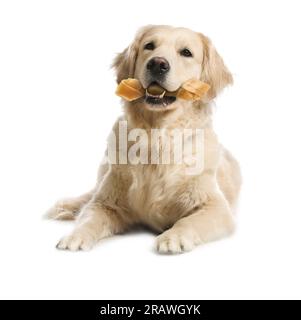 Mignon chien Golden Retriever tenant l'os à mâcher dans la bouche sur fond blanc Banque D'Images