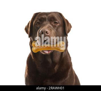 Chien mignon Labrador Retriever tenant l'os à mâcher dans la bouche sur fond blanc Banque D'Images