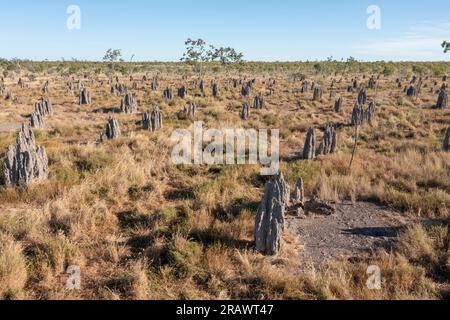 Termites géantes dans l'outback Queensland, Australie. Banque D'Images