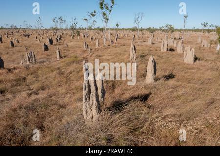 Termites géantes dans l'outback Queensland, Australie. Banque D'Images