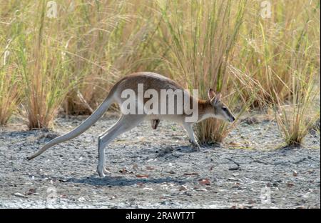 Wallaby agile féminin avec un joey à l'extrême nord du Queensland, Australie. Banque D'Images