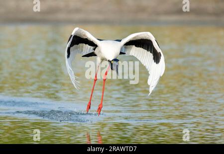 Cigogne de Jabiru en vol au-dessus d'un lagon mear Karumba, Queensland du Nord, Australie. Banque D'Images